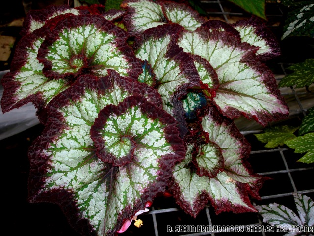B. ‘Shaun Henthorne’